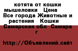 котята от кошки мышеловки › Цена ­ 10 - Все города Животные и растения » Кошки   . Самарская обл.,Самара г.